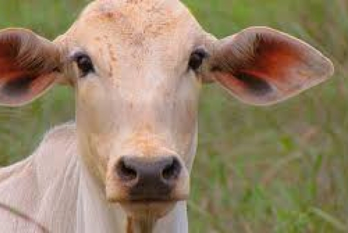 Para os hidus, bois e vacas são animais sagrados