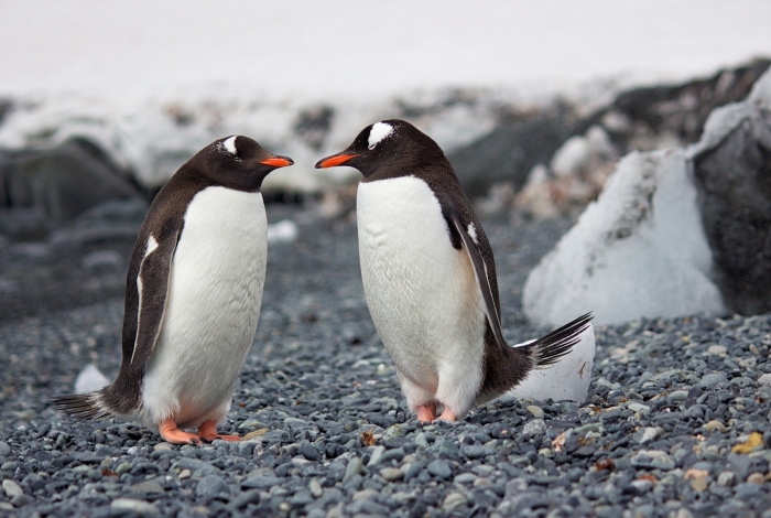 Casal de pinguins machos adota ovo em zoológico de Berlim