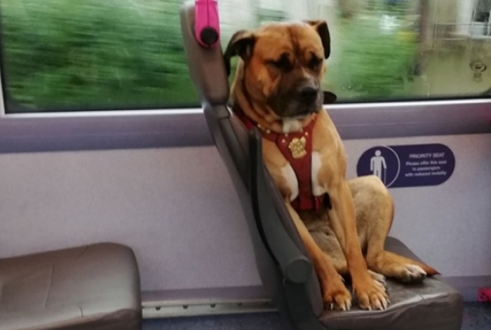 Cachorro no transporte público