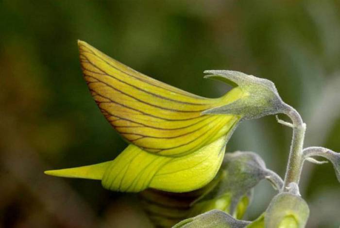 Planta que parece um beija-flor