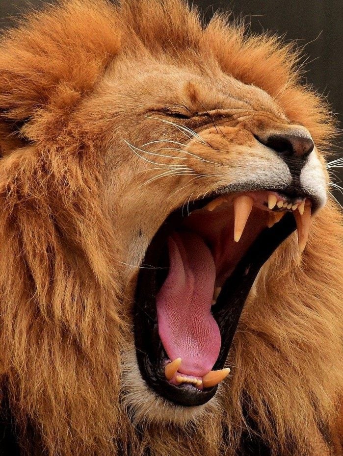 O que significa sonhar com leão? Veja as possibilidades