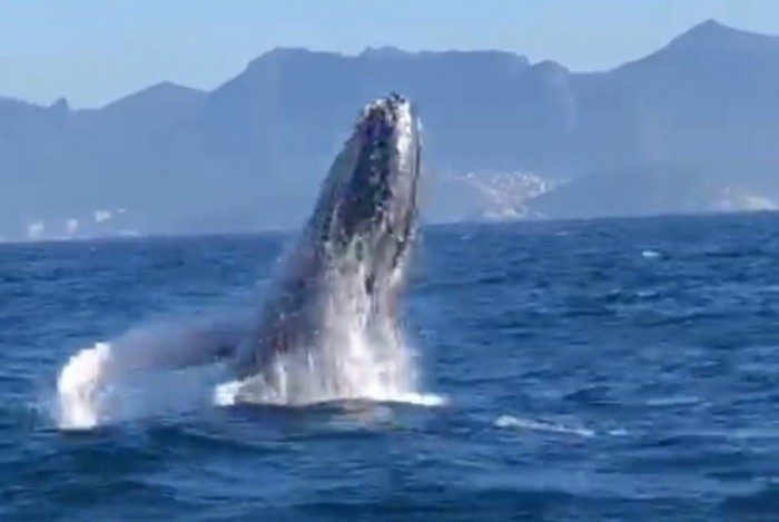 Baleia surpreende pescadores perto das Ilhas Cagarras, no litoral do Rio de Janeiro. 