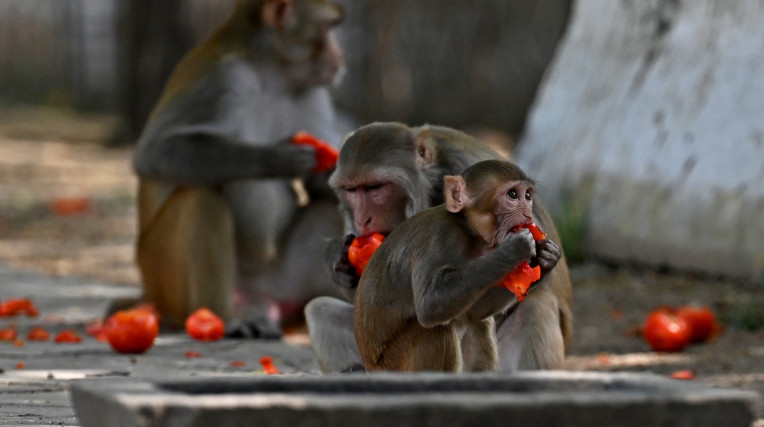 Macaco ou primata? Entenda as diferenças entre os termos