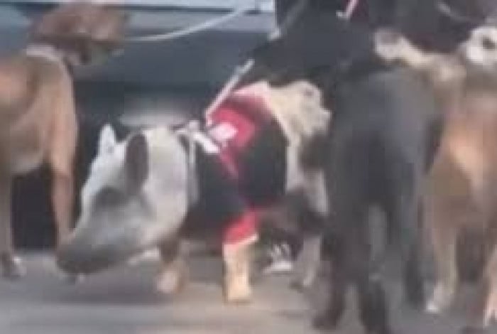 Porco Arrascaeta, de camisa do Flamengo, passeia ao lado de cães no Rio